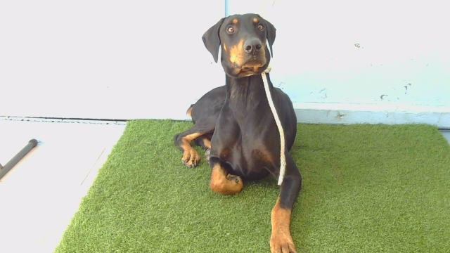 A5802025, a Doberman Pinscher, available for adoption