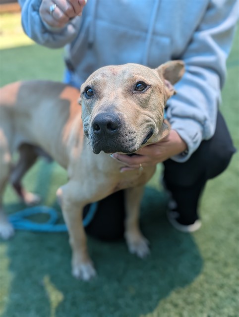 King, a Pit Bull Terrier, available for adoption