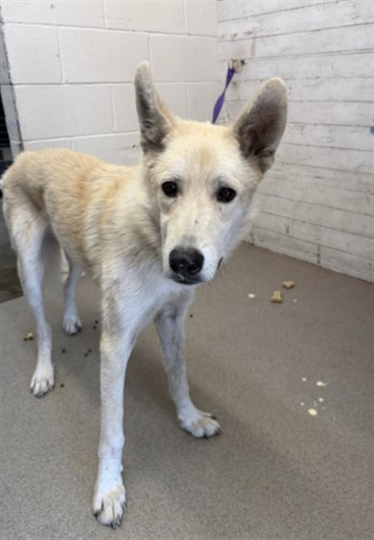 Milo, a Siberian Husky, available for adoption