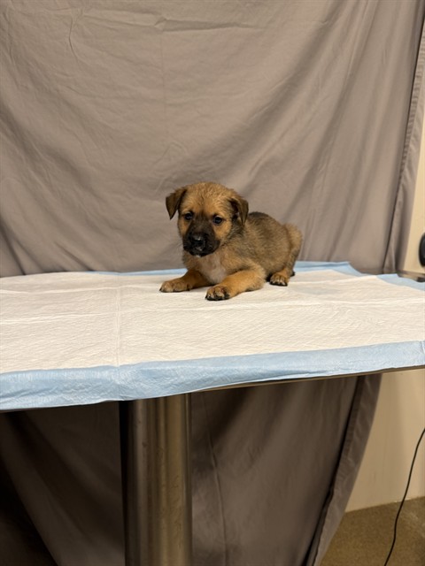 Zinnia, a German Shepherd, available for adoption