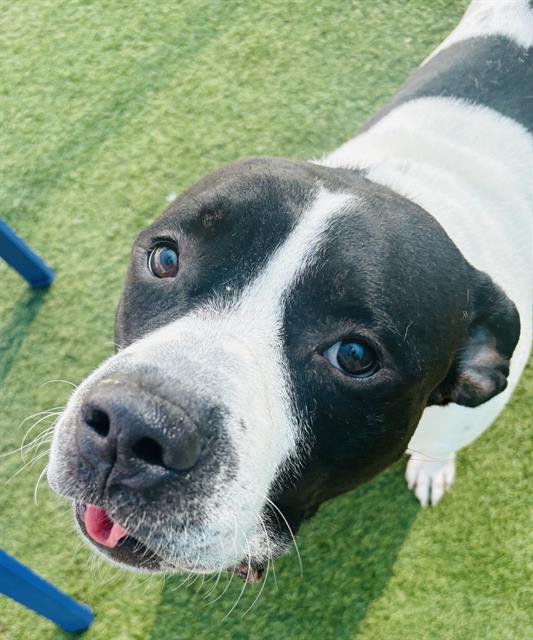 Speedy, a American Staffordshire Terrier (mix breed), available for adoption