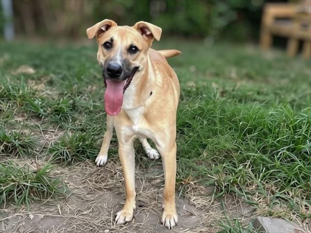 Glenn, a Shepherd (mix breed), available for adoption