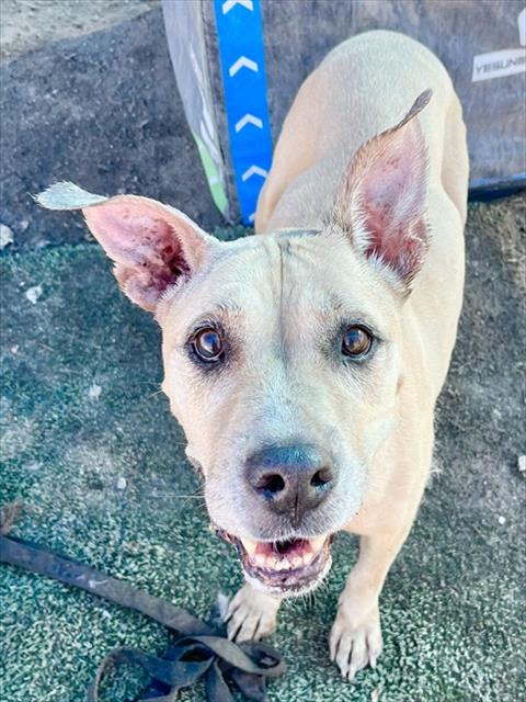 Honey, a Pit Bull Terrier (mix breed), available for adoption