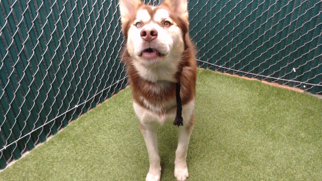 Topper, a Alaskan Malamute, available for adoption