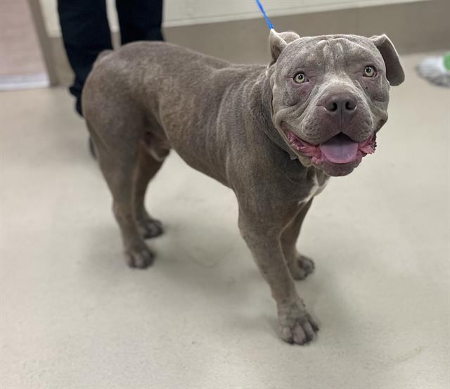 Uno, a American Bulldog (mix breed), available for adoption