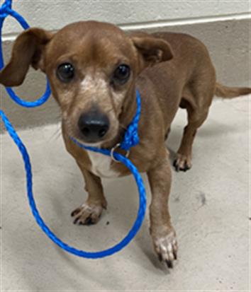 Tylin, a Chihuahua (mix breed), available for adoption
