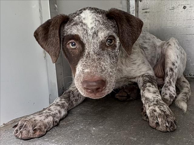 A035345, a German Shorthaired Pointer, available for adoption