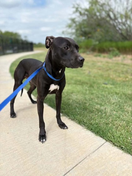 Randy, a Terrier, available for adoption