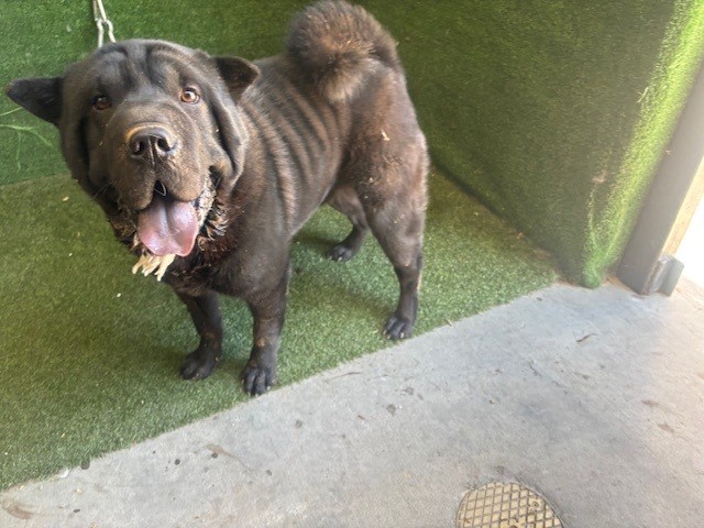A5806543, a Shar Pei, available for adoption