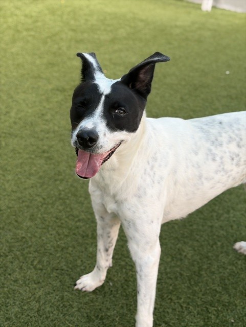 Susana, a Pointer (mix breed), available for adoption