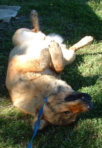 Other Photos of thie Dog
