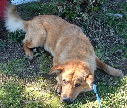 Other Photos of thie Dog