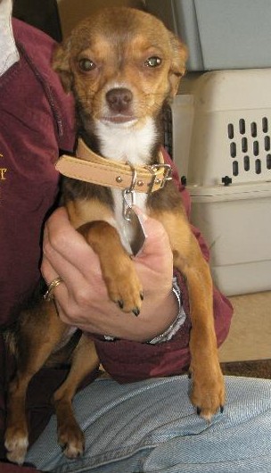 Other Photos of thie Dog