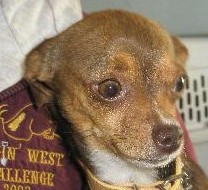 Other Photos of thie Dog