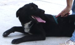 Other Photos of thie Dog
