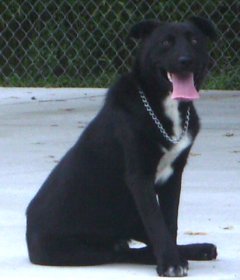 Other Photos of thie Dog