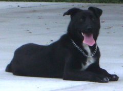 Other Photos of thie Dog