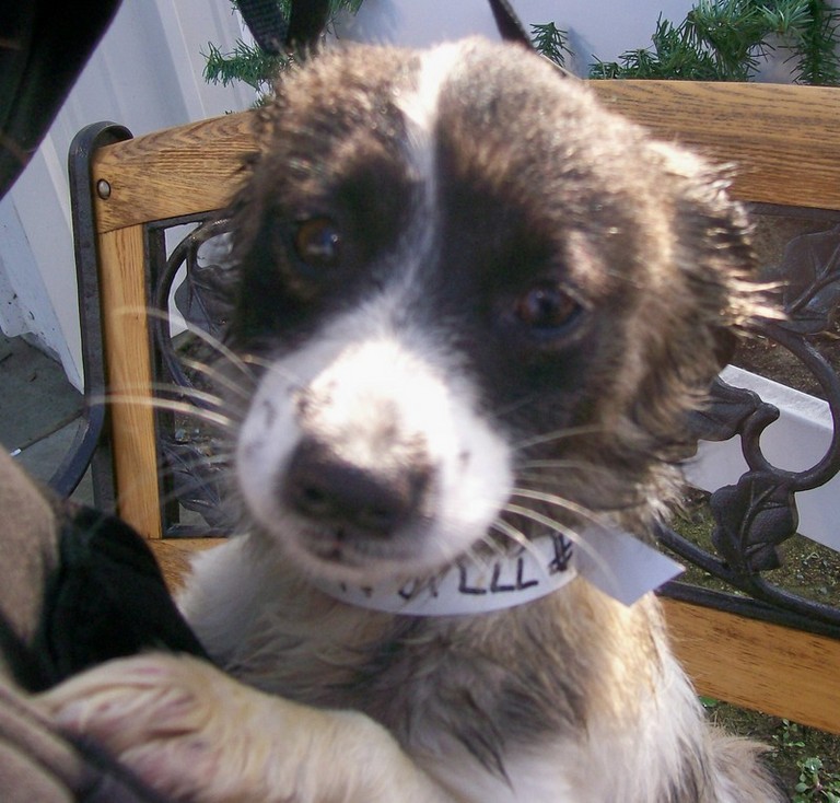 Other Photos of thie Dog