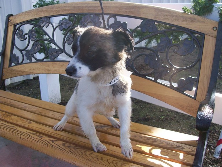 Other Photos of thie Dog