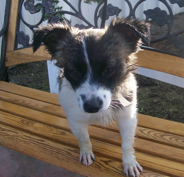 Other Photos of thie Dog