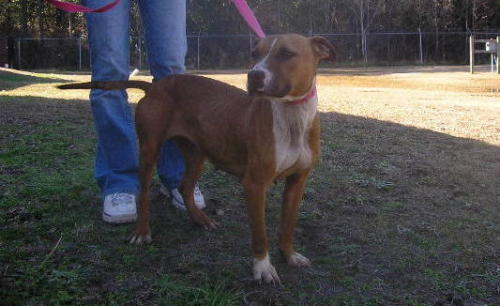 Other Photos of thie Dog