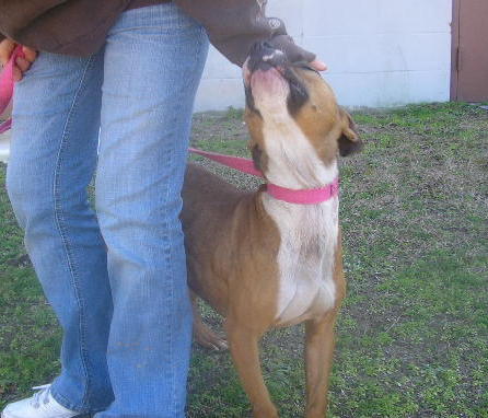 Other Photos of thie Dog