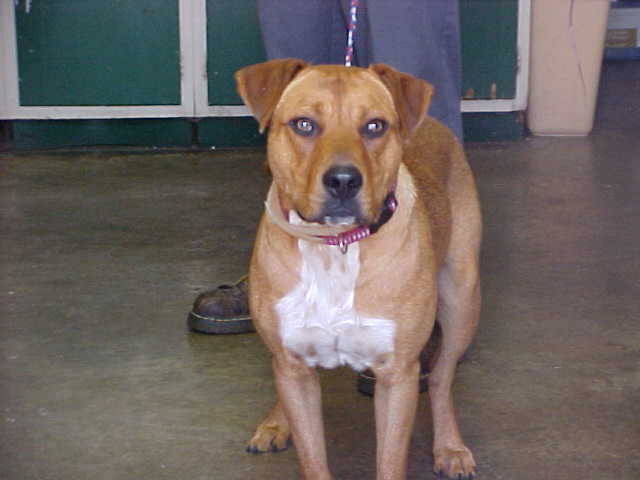 Other Photos of thie Dog