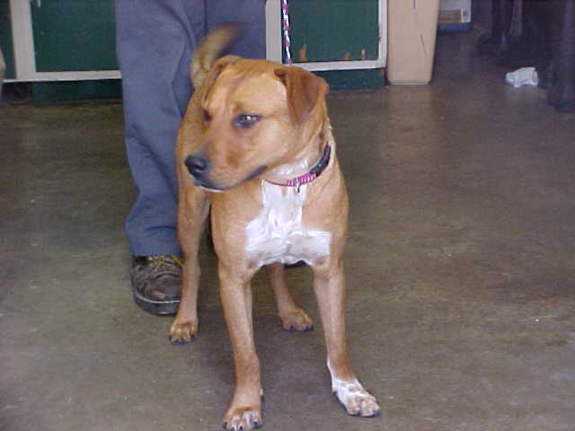 Other Photos of thie Dog