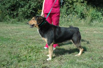 Other Photos of thie Dog