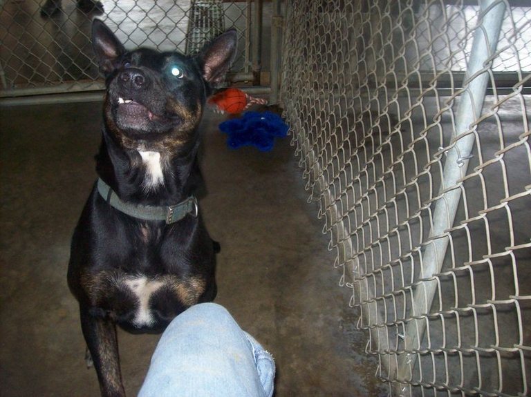 Other Photos of thie Dog