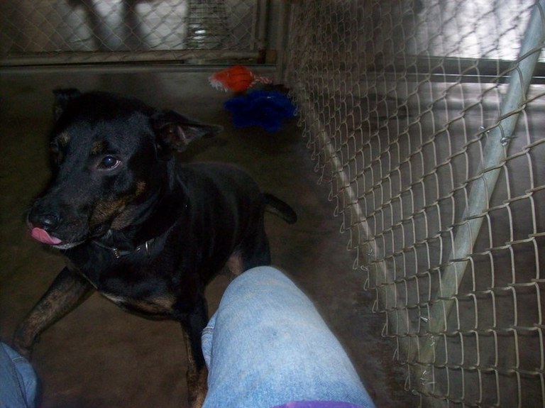 Other Photos of thie Dog