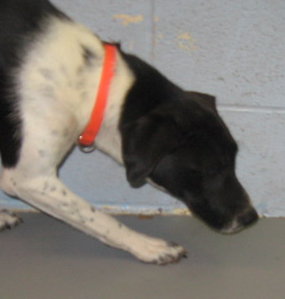 Other Photos of thie Dog