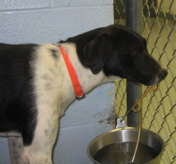 Other Photos of thie Dog