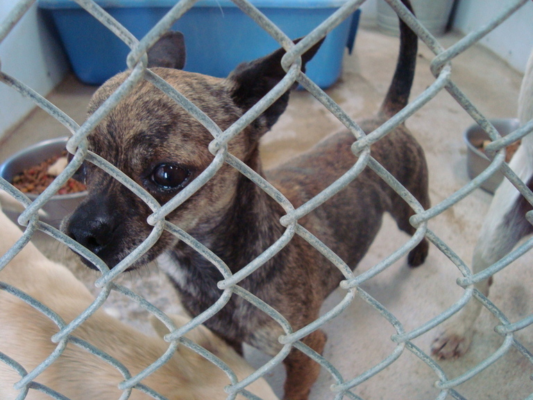 Other Photos of thie Dog