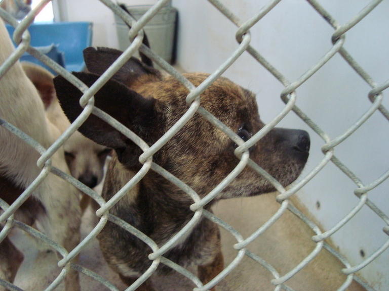 Other Photos of thie Dog