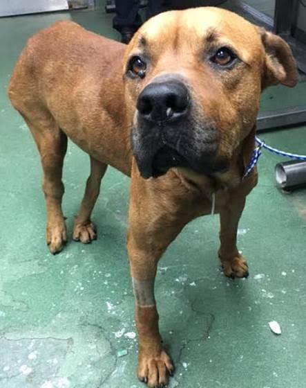 Main Photo of this Dog
