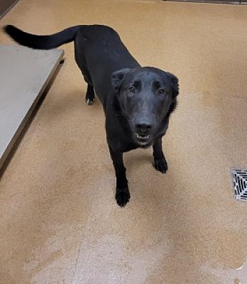 DogInDanger of Being Killed