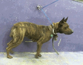 Main Photo of this Dog