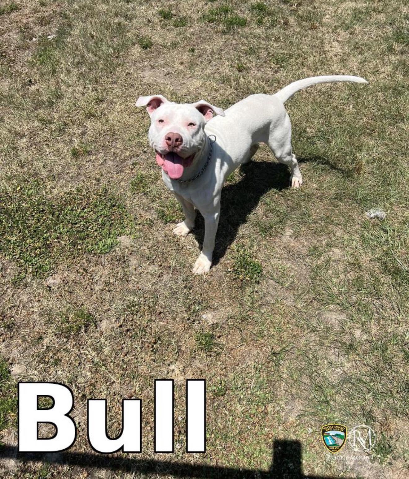 DogInDanger of Being Killed