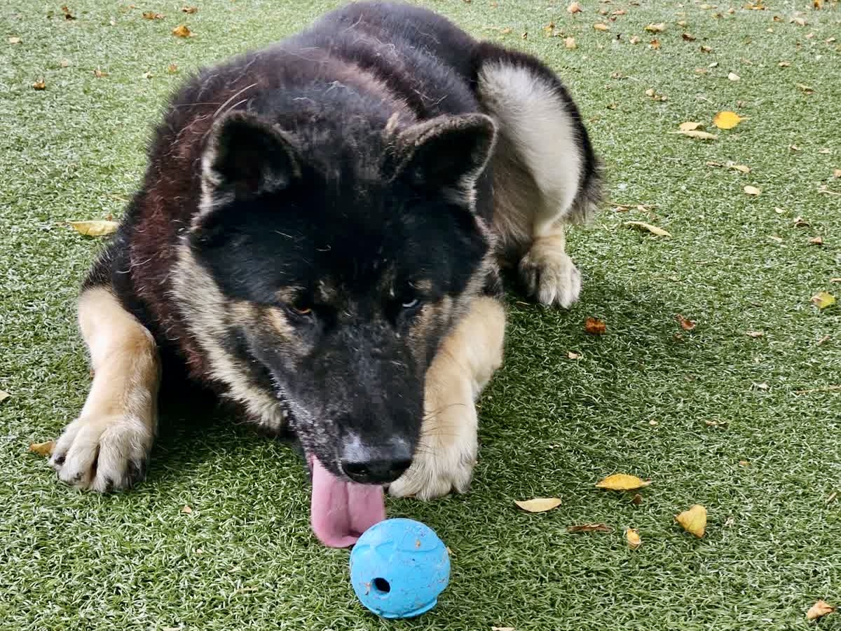 Redfield, a Siberian Husky, available for adoption
