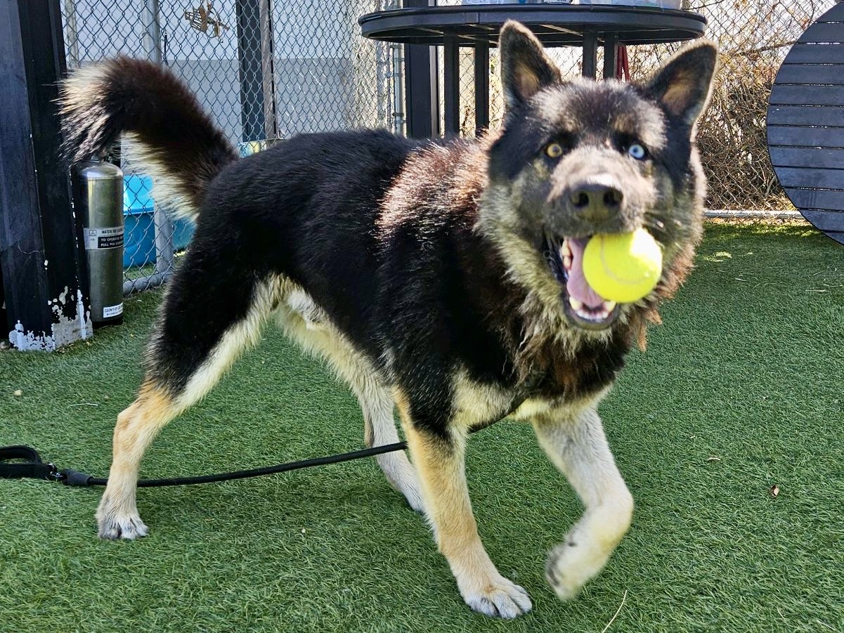 Redfield, a Siberian Husky, available for adoption