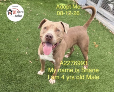 Shane, a Pit Bull Terrier, available for adoption