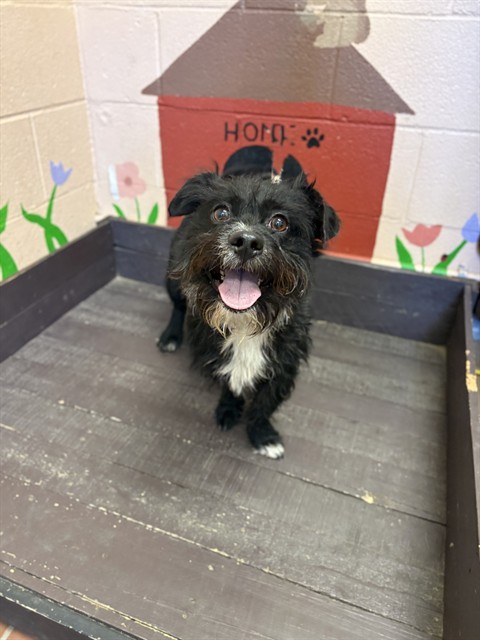 Fuzzy Wuzzy, a Terrier, available for adoption