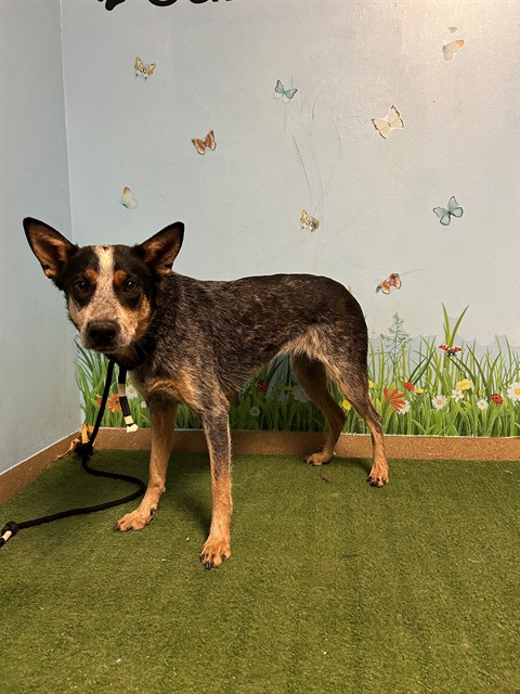 Jellia, a Australian Cattle Dog/Blue Heeler, available for adoption