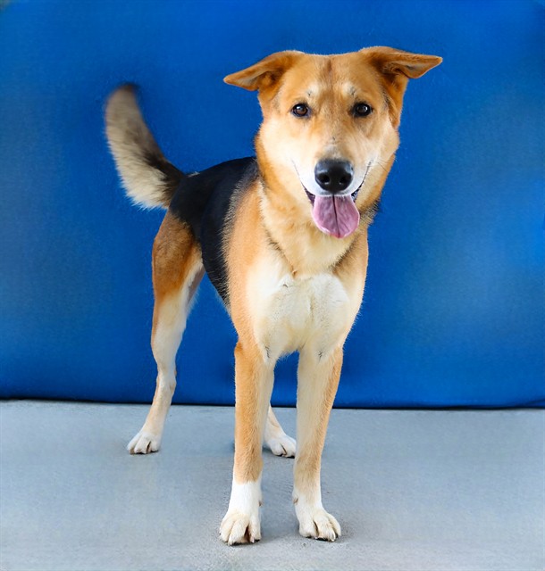 Zion, a German Shepherd, available for adoption