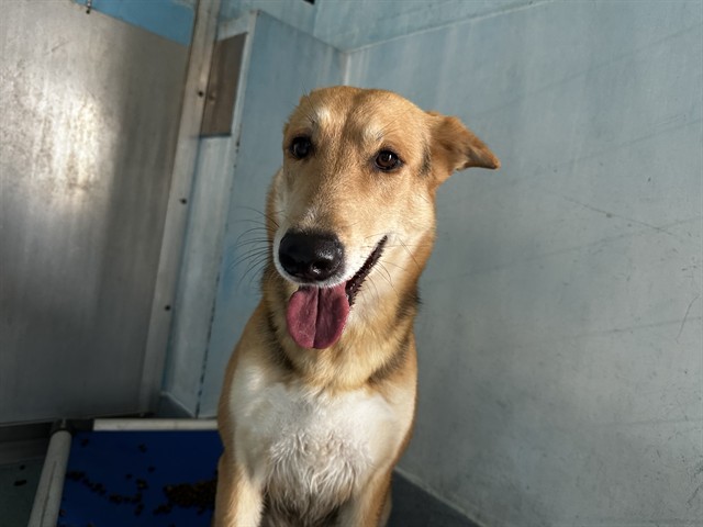 Zion, a German Shepherd, available for adoption