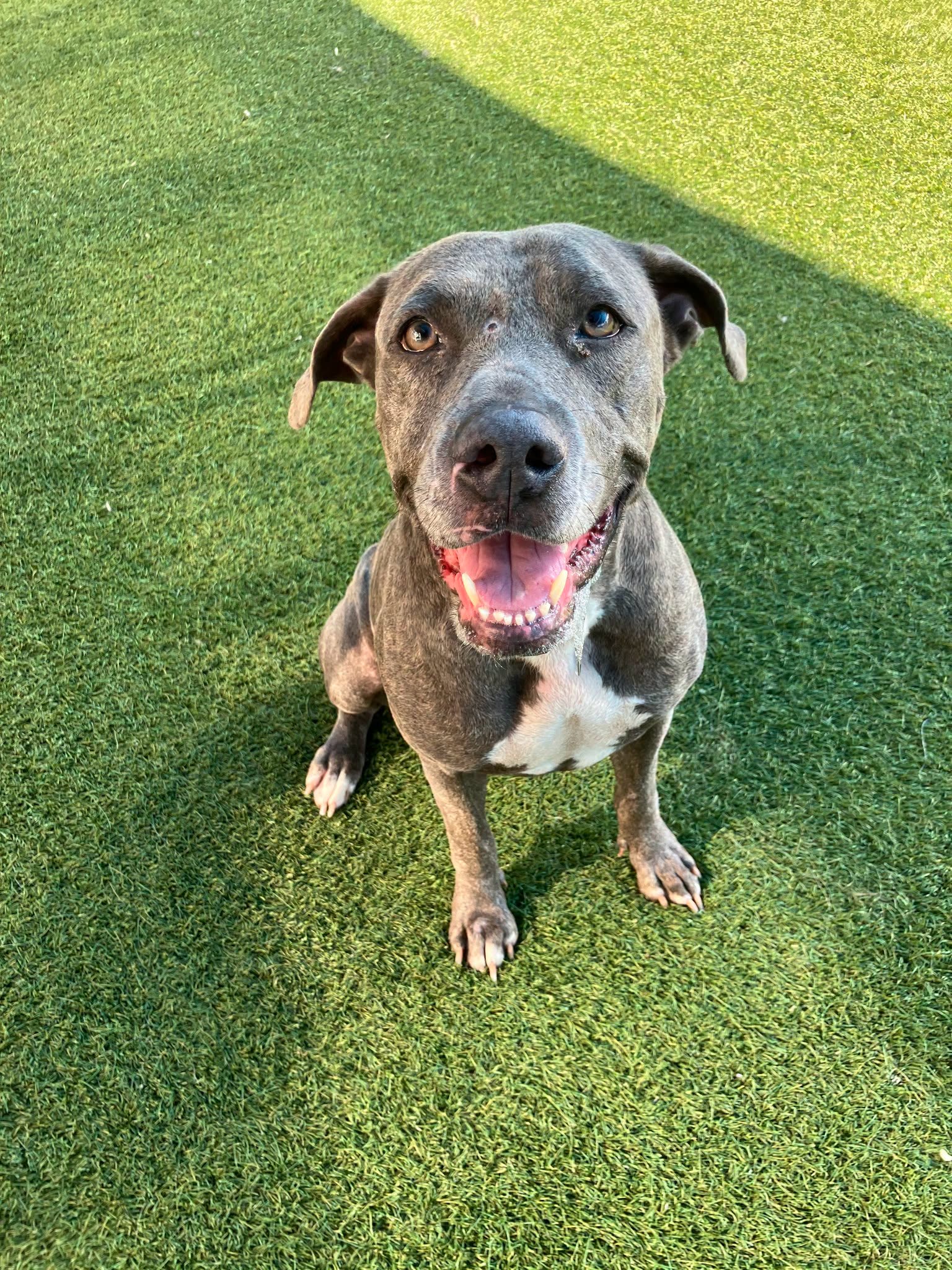 Stella, a American Staffordshire Terrier, available for adoption