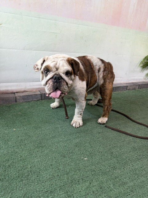 Luna, a English Bulldog, available for adoption