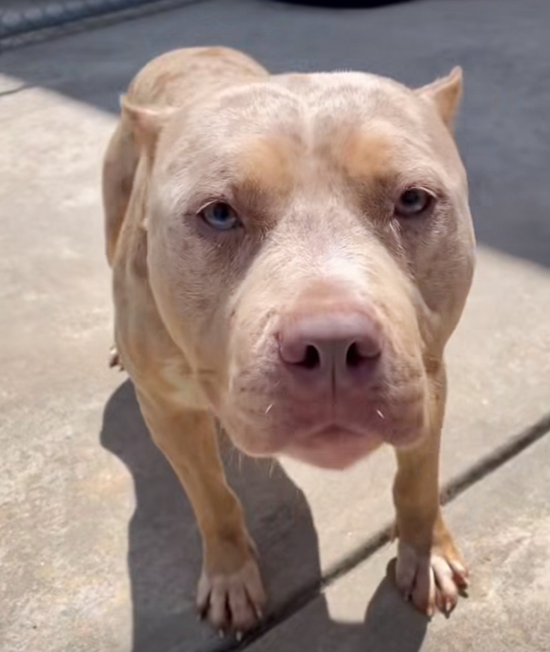 Max, a Pit Bull Terrier, available for adoption