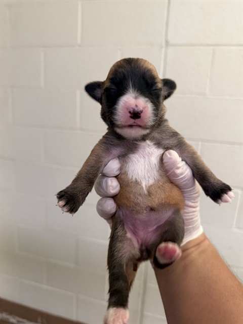 Trinity, a Shepherd (mix breed), available for adoption